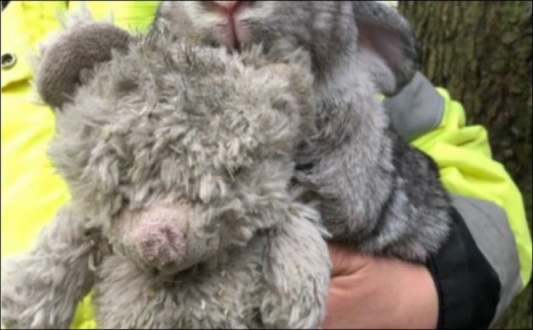 Lepuri i braktisur në Londër së bashku me ariun prej pellushi bëhen yje në web