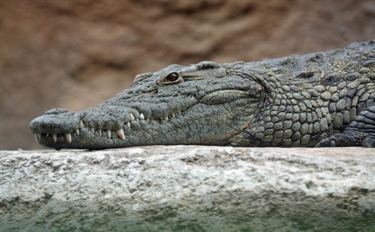 Zbulohen fosilet e një krokodili parahistorik të gjatë sa një autobus