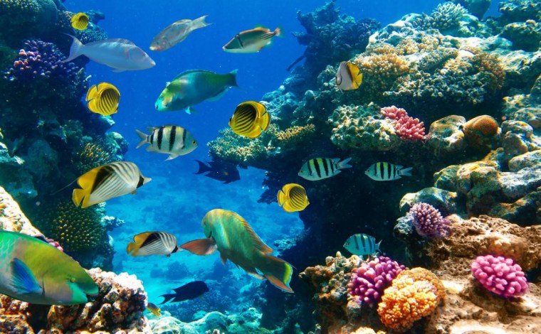 Shumë specie të peshkut rrezikohen për shkak të mungesës së oksigjenit në oqeane