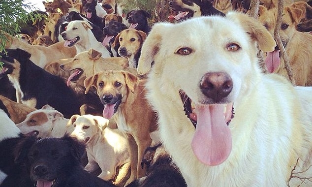 Bujanoc: 20 mijë dinarë dëmshpërblimi nga kafshimi i qenve endacak