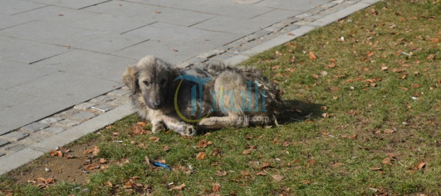 Në vitin 2015 komuna e Bujanocit ka paguar një milion dinarë për sulmet e qenve endacak ndaj qytetarëve 