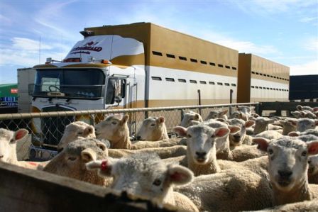 Dy shqiptarë nga Lugina dhe dy nga Kosova kapen me 71 dele