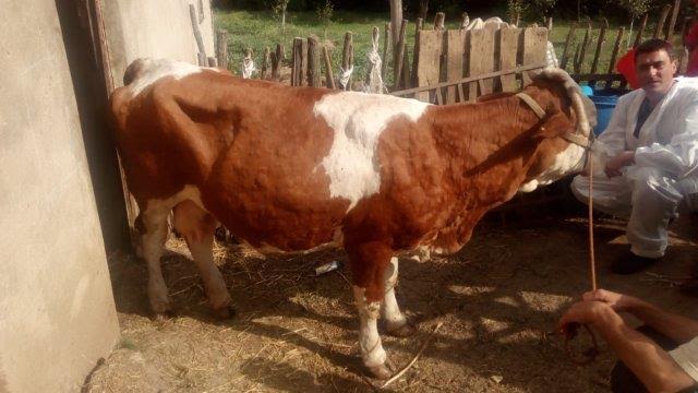Gjendje e vështirë për kafshët në komunën e Bujanocit, sëmundja nuk ka rrezik për njerëzit