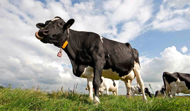 Konfiskohen lopët e kontrabanduara nga Serbia