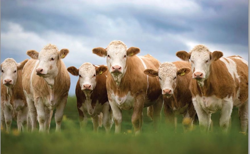Ekspozita e lopëve simentale organizohet edhe këtë vit në Bujanoc